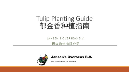 郁金香种植指南Tulip-Planting-GuidePPT