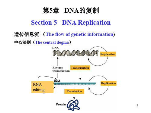 DNA的复制 PPT课件