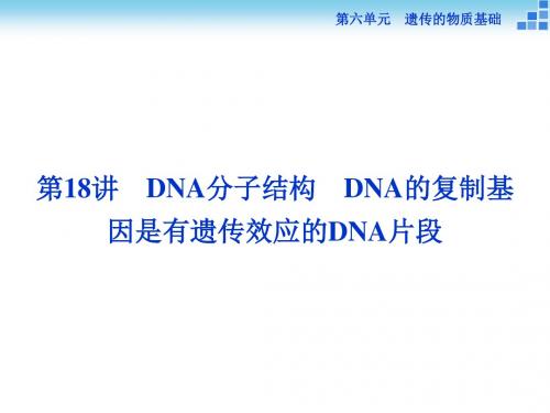 高三生物一轮复习课件 DNA分子结构 