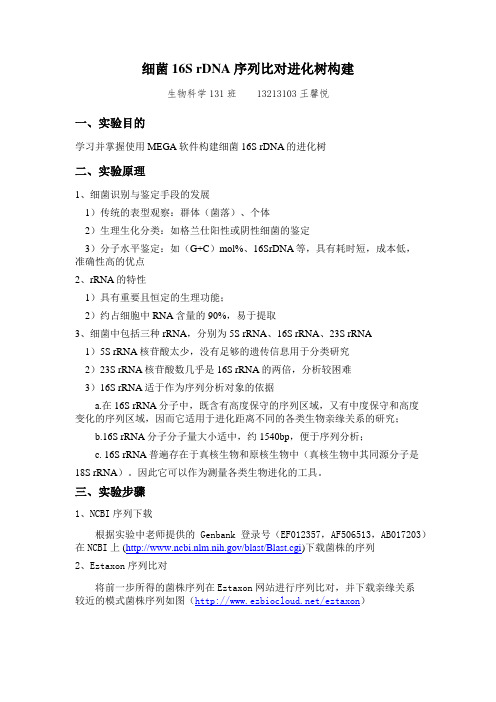 细菌16S rDNA序列比对进化树构建