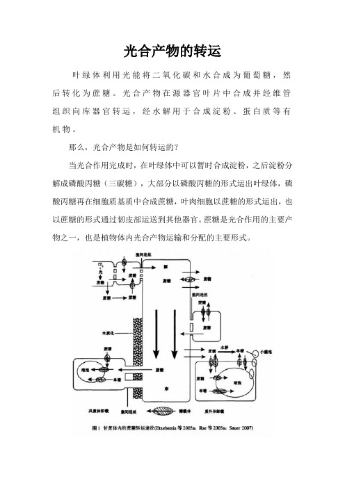 光合产物的转运