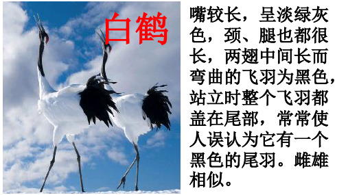 人教版语文一年级下册《和大人一起读:三只白鹤》苏海艳PPT课件 新名师优质课获奖比赛公开教案
