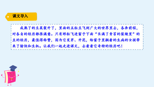 (2019部编)人教小学语文四年级上册：5.一个豆荚里的五粒豆 课件(新教材)