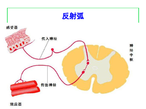 Z05第五章—外周神经系统药物_PPT幻灯片