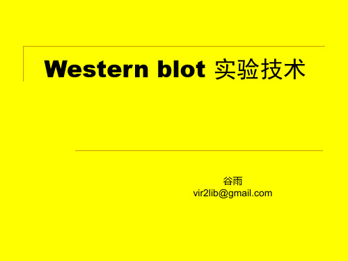 Western blot 实验技术-1汇总