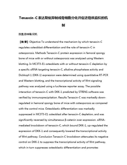 Tenascin-C表达降低抑制成骨细胞分化并促进骨质疏松的机制