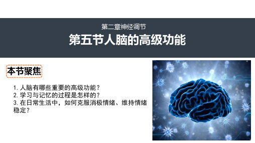 2.5人脑的高级功能课件(共26张PPT1份视频)-高二生物学(人教版2019选择性必修1)