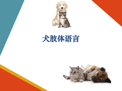 宠物犬肢体语言—犬的语言(宠物训导课件)