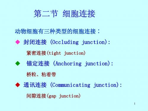 第4章-2细胞连接