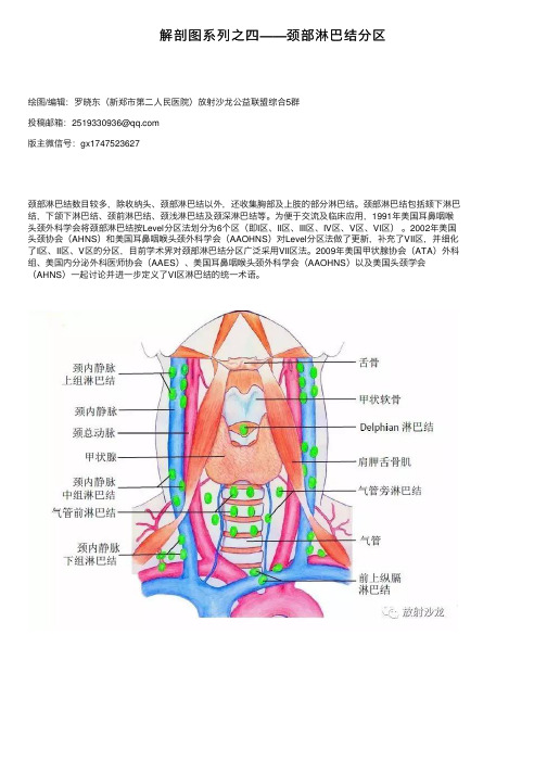 解剖图系列之四——颈部淋巴结分区