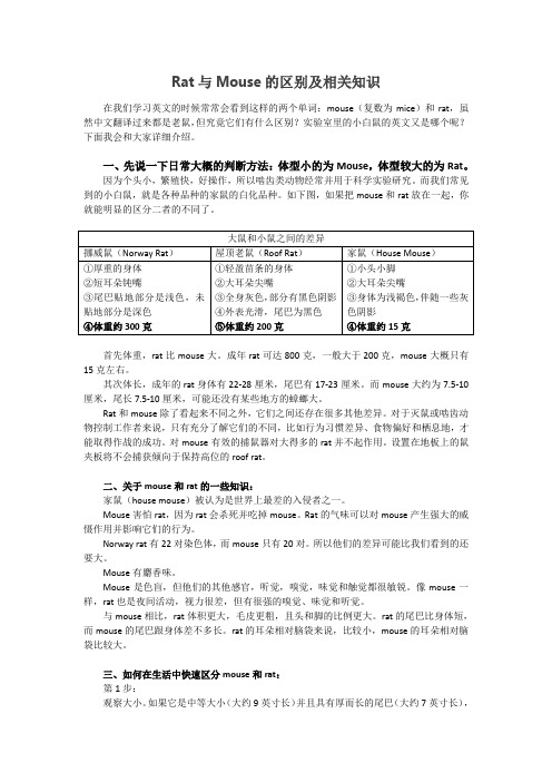 rat和mouse的区别及相关知识