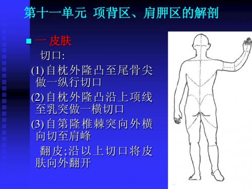 第十一单元  项背区、肩膀胛