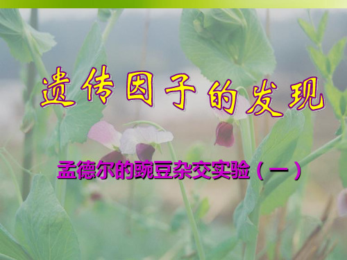 分离定律课件.ppt