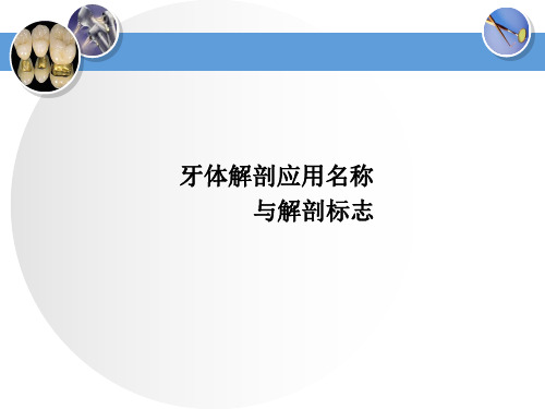 牙体解剖生理 牙体解剖应用名称与解剖标志 牙体解剖应用名称与解剖标志