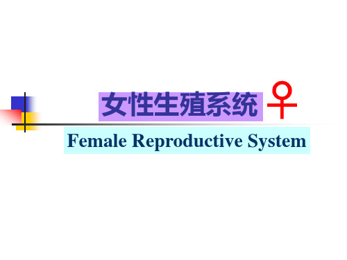 女性生殖系统