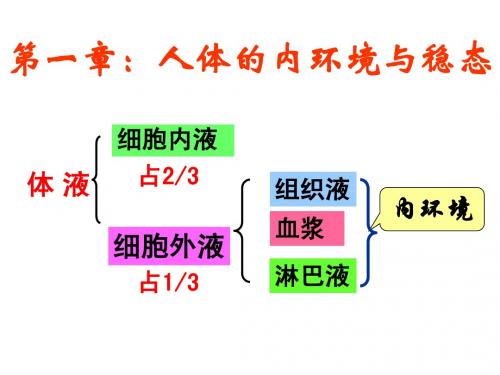 高中生物必修三第一章复习