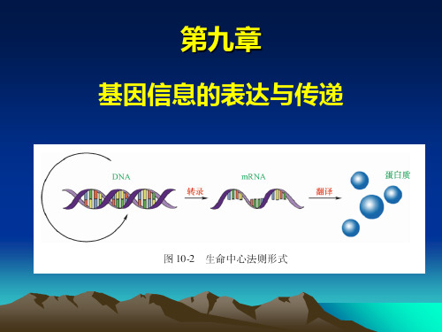 《遗传信息表达》幻灯片PPT