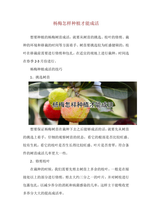 杨梅怎样种植才能成活