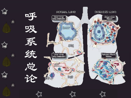 呼吸系统概述 ppt课件