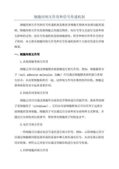 细胞间相互作用和信号传递机制