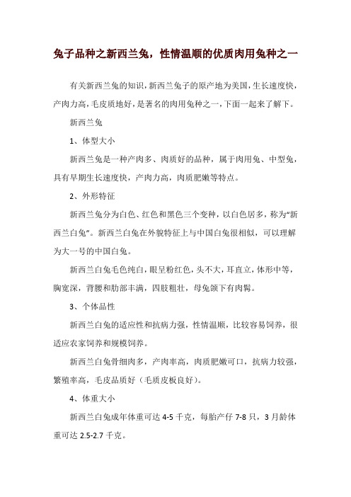 兔子品种之新西兰兔,性情温顺的优质肉用兔种之一