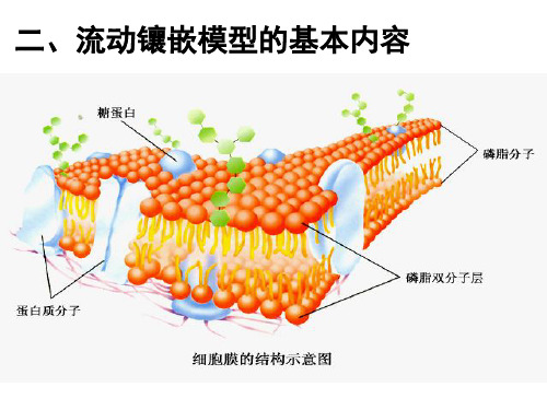 43物质跨膜运输的方式.pptx