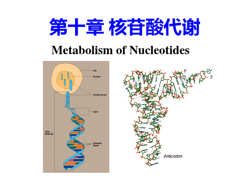 13第十章 核苷酸代谢