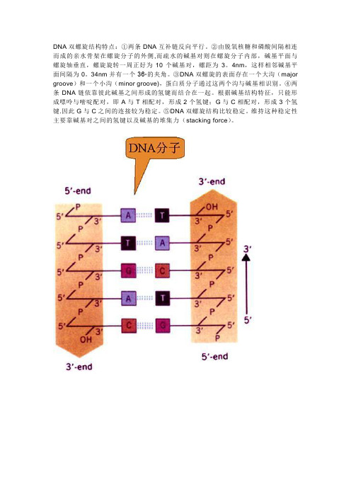 DNA双螺旋结构特点