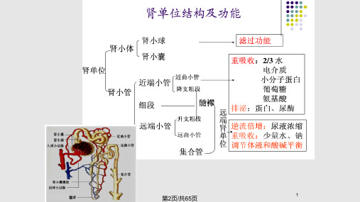 诊断学常用肾功能实验室检测