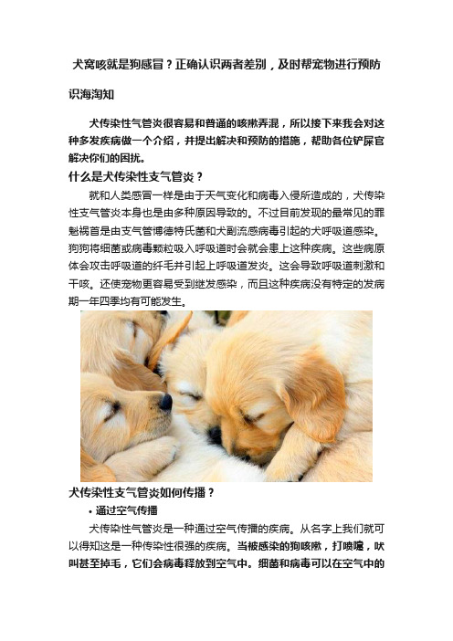 犬窝咳就是狗感冒？正确认识两者差别，及时帮宠物进行预防