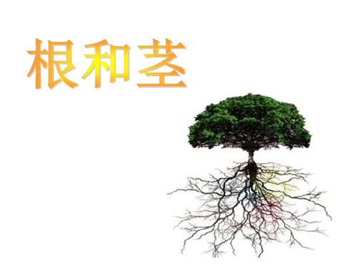 苏教版科学《根和茎》专家课件2