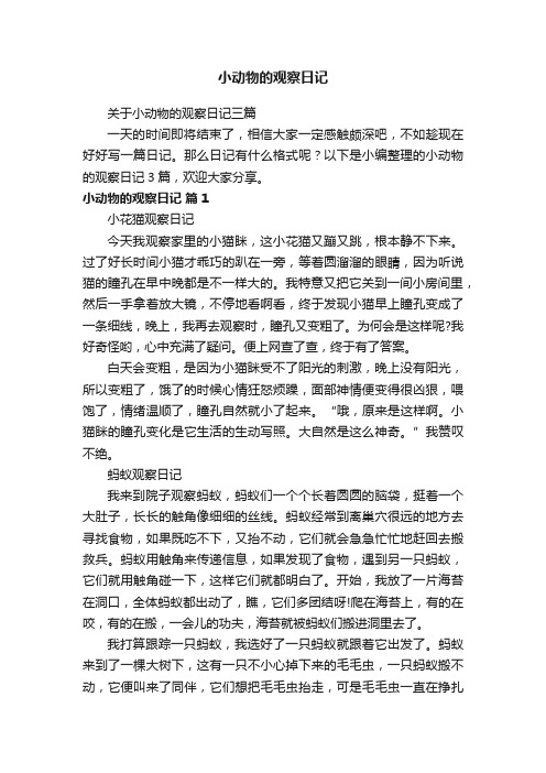 关于小动物的观察日记三篇