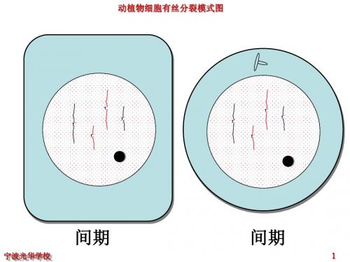 有丝分裂动画