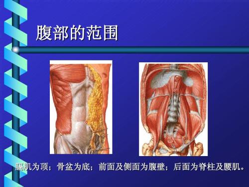 诊断腹部检查第八版课件