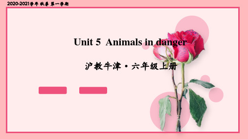 沪教牛津版六年级英语上册Unit 5 Animals in danger