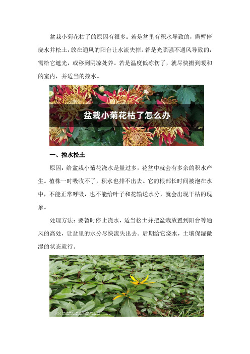 盆栽小菊花枯了怎么办,是什么原因