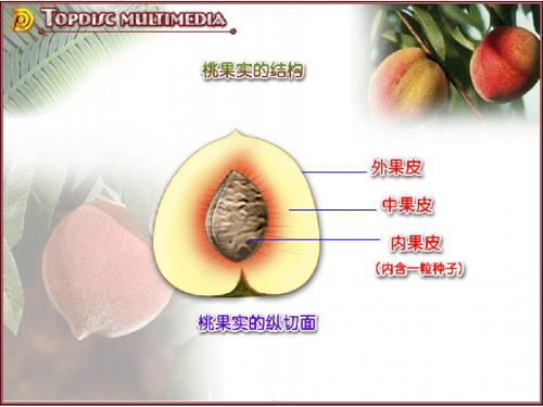 八年级生物植物的生殖