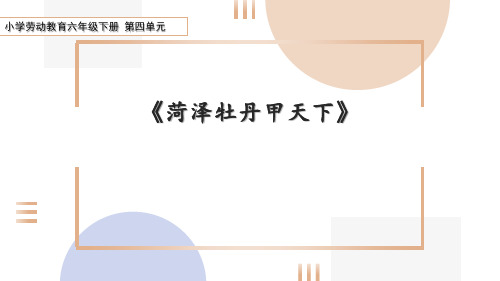 小学劳动教育六年级下册第四单元第二课《菏泽牡丹甲天下》教学课件