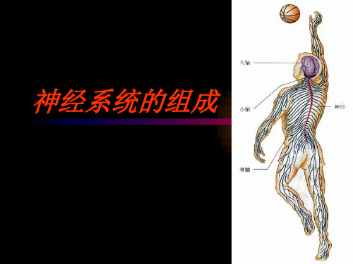 神经系统的组成和功能ppt