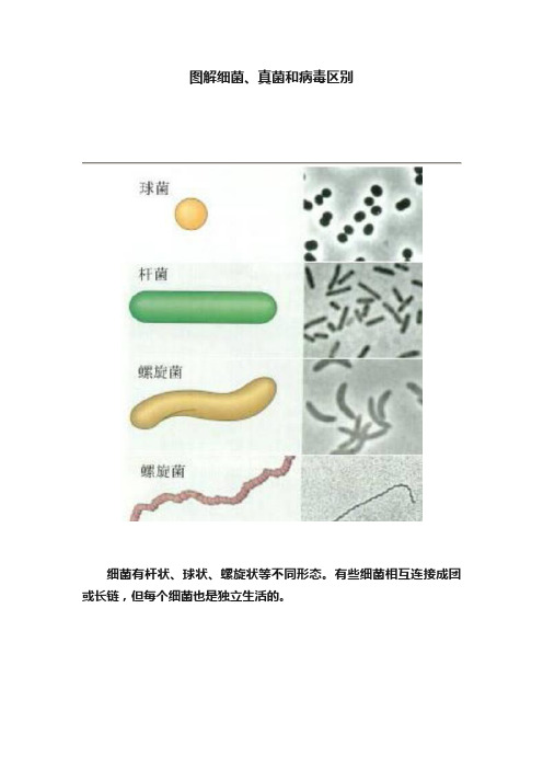 图解细菌、真菌和病毒区别