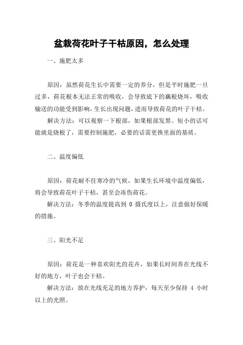 盆栽荷花叶子干枯原因,怎么处理