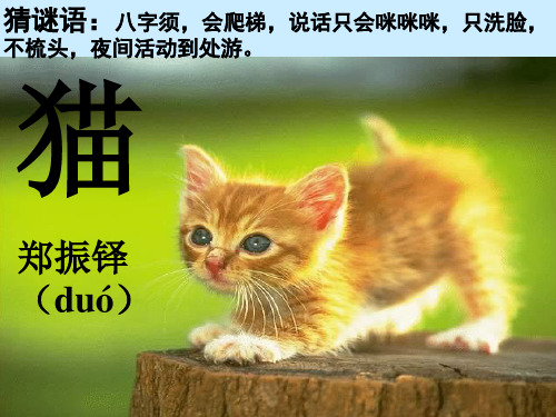 初中七年级语文《猫》课件