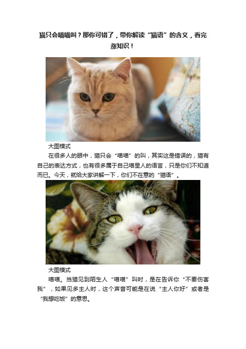 猫只会喵喵叫？那你可错了，带你解读“猫语”的含义，看完涨知识！