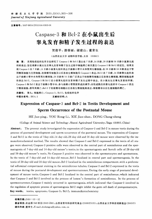 Caspase-3和Bcl-2在小鼠出生后睾丸发育和精子发生过程的表达