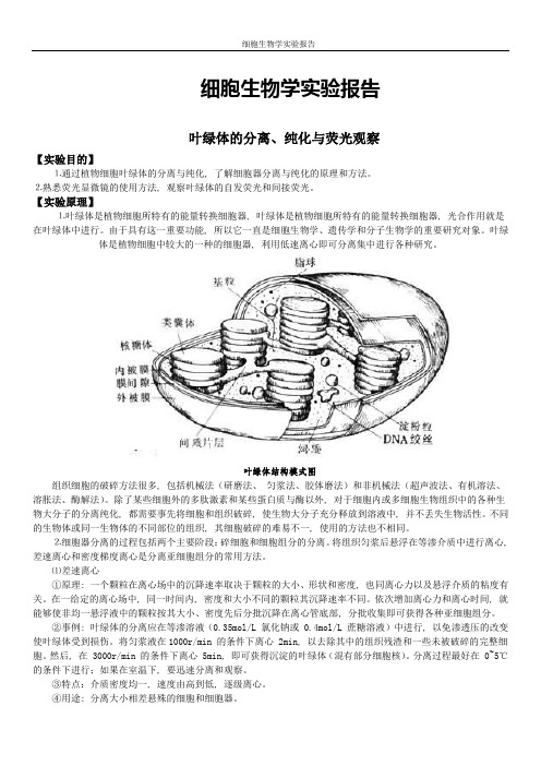 细胞生物学实验报告_2