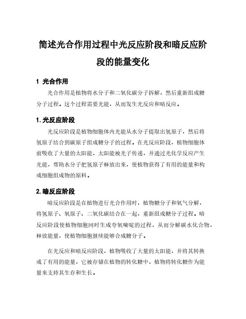 简述光合作用过程中光反应阶段和暗反应阶段的能量变化