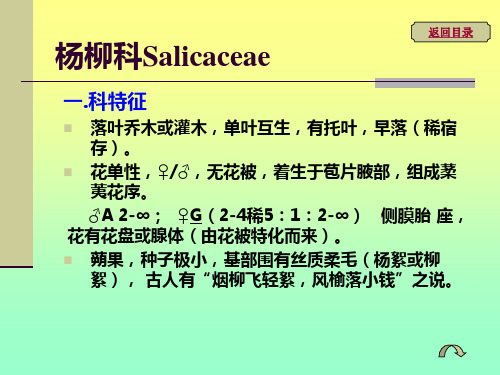 树木学 被子植物门 7.杨柳科Salicaceae