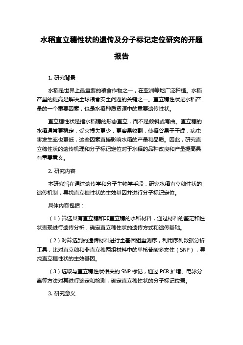 水稻直立穗性状的遗传及分子标记定位研究的开题报告