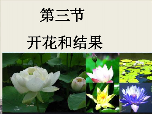 人教版七年级生物上册公开课课件：3.开花和结果PPT