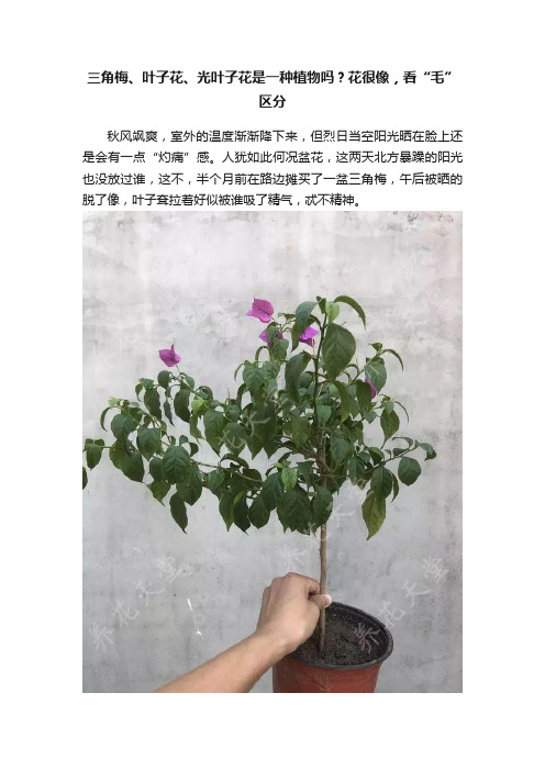 三角梅、叶子花、光叶子花是一种植物吗？花很像，看“毛”区分